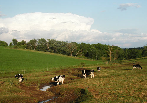 SWW_ValleyStreamCows