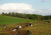 SWW_ValleyStreamCows